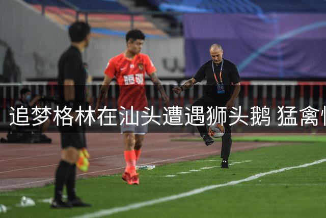 追梦格林在汕头遭遇狮头鹅 猛禽惊吓现滑稽反应